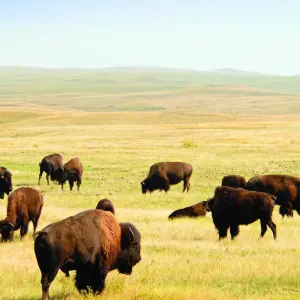 Explore Mt. Rushmore and Badlands Bike Tour for 7 days with Bicycle Adventures and discover unforgettable experiences - Photo 6