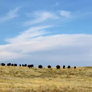 Explore Mt. Rushmore and Badlands Bike Tour for 7 days with Bicycle Adventures and discover unforgettable experiences - Photo 7