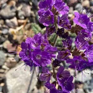 Explore Valley of Fire and Death Valley for 6 days with Bicycle Adventures and discover unforgettable experiences - Photo 3