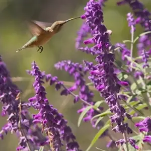 Explore Arizona Sonora Bike Tour for 6 days with Bicycle Adventures and discover unforgettable experiences - Photo 6