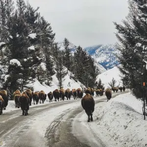 Explore 6 day Yellowstone Winter Wonderland Tour for 6 days with Bindlestiff Tours and discover unforgettable experiences - Photo 2