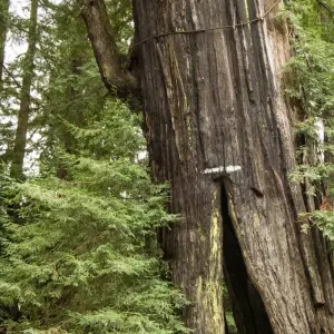 Explore Redwoods & Coast Multisport Tour for 6 days with Bicycle Adventures and discover unforgettable experiences - Photo 5