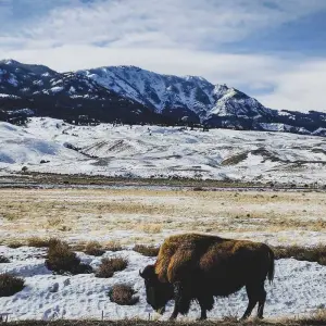 Explore 6 day Yellowstone Winter Wonderland Tour for 6 days with Bindlestiff Tours and discover unforgettable experiences - Photo 6