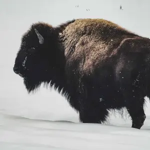 Explore 6 day Yellowstone Winter Wonderland Tour for 6 days with Bindlestiff Tours and discover unforgettable experiences - Photo 7