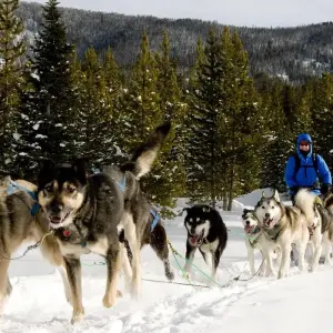 Explore 6 day Yellowstone Winter Wonderland Tour for 6 days with Bindlestiff Tours and discover unforgettable experiences - Photo 8