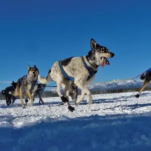 Explore 6 day Yellowstone Winter Wonderland Tour for 6 days with Bindlestiff Tours and discover unforgettable experiences - Photo 9