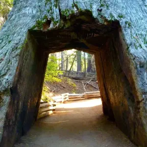 Explore Yellowstone Rocky Mountain and California Desert 11 DAY Explorer Camping for 11 days with Bindlestiff Tours and discover unforgettable experiences - Photo 7