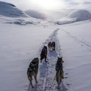 Explore 6 day Yellowstone Winter Wonderland Tour for 6 days with Bindlestiff Tours and discover unforgettable experiences - Photo 10