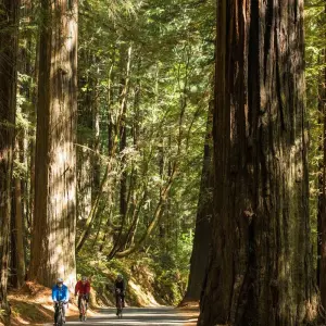 Explore Redwoods & Coast Multisport Tour for 6 days with Bicycle Adventures and discover unforgettable experiences - Photo 11