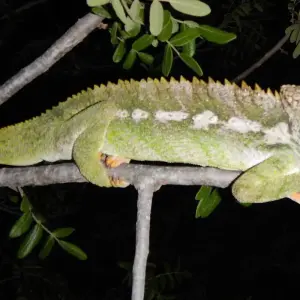 Explore Southern escapes: National Parks and Anakao’s coastal charm for 11 days with Bio D Island LLC and discover unforgettable experiences - Photo 3