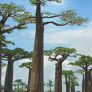 Explore Tsiribihina river trip, Tsingy de Bemaraha, and the Avenue of the Baobabs for 12 days with Bio D Island LLC and discover unforgettable experiences - Photo 4