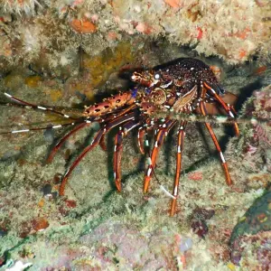 Explore Southern escapes: National Parks and Anakao’s coastal charm for 11 days with Bio D Island LLC and discover unforgettable experiences - Photo 4