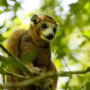 Explore Madagascar's top destination : Nosy Be, the Emerald Sea, and the northern National Parks for 10 days with Bio D Island LLC and discover unforgettable experiences - Photo 4