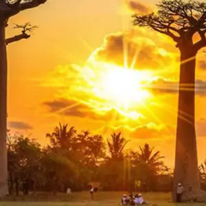 Explore Tsiribihina river trip, Tsingy de Bemaraha, and the Avenue of the Baobabs for 12 days with Bio D Island LLC and discover unforgettable experiences - Photo 5