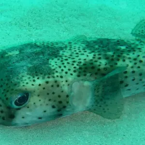 Explore Southern escapes: National Parks and Anakao’s coastal charm for 11 days with Bio D Island LLC and discover unforgettable experiences - Photo 5