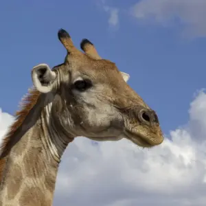 Explore 10 Days Northern Namibia, Damaraland, Coast & Sossusvlei Camping Safari for 10 days with Bluecrane Safaris Namibia and discover unforgettable experiences - Photo 2