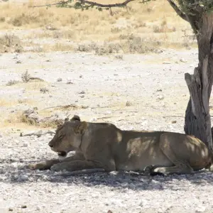 Explore 11 Days Namibia Experience Accommodated Tour for 11 days with Bluecrane Safaris Namibia and discover unforgettable experiences - Photo 3