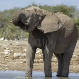 Explore 10 Days Northern Namibia, Damaraland, Coast & Sossusvlei Camping Safari for 10 days with Bluecrane Safaris Namibia and discover unforgettable experiences - Photo 3