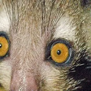 Explore Private tour in the paradise islands : Nosy Be and Sainte Marie for 15 days with Bio D Island LLC and discover unforgettable experiences - Photo 5