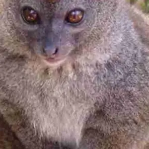 Explore Eastern part of Madagascar: The biodiversity realm for 10 days with Bio D Island LLC and discover unforgettable experiences - Photo 5