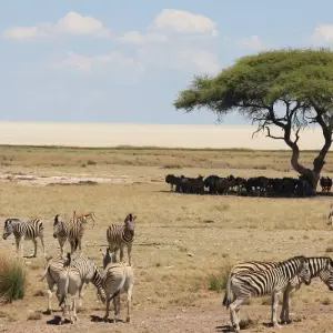 Explore 11 Days Namibia Experience Accommodated Tour for 11 days with Bluecrane Safaris Namibia and discover unforgettable experiences - Photo 4