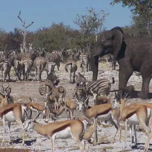 Explore 10 Days Northern Namibia, Damaraland, Coast & Sossusvlei Camping Safari for 10 days with Bluecrane Safaris Namibia and discover unforgettable experiences - Photo 4