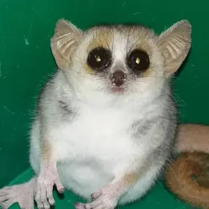 Explore Southern escapes: National Parks and Anakao’s coastal charm for 11 days with Bio D Island LLC and discover unforgettable experiences - Photo 10