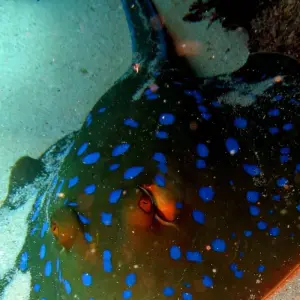 Explore Private tour in the paradise islands : Nosy Be and Sainte Marie for 15 days with Bio D Island LLC and discover unforgettable experiences - Photo 6