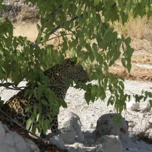 Explore 11 Days Namibia Experience Accommodated Tour for 11 days with Bluecrane Safaris Namibia and discover unforgettable experiences - Photo 5