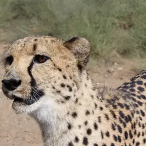 Explore 10 Days Northern Namibia, Damaraland, Coast & Sossusvlei Camping Safari for 10 days with Bluecrane Safaris Namibia and discover unforgettable experiences - Photo 5