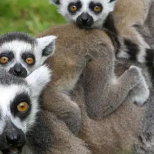 Explore Southern escapes: National Parks and Anakao’s coastal charm for 11 days with Bio D Island LLC and discover unforgettable experiences - Photo 11