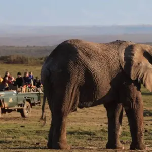 Explore 5 Day Garden Route Adventure Including Addo for 5 days with Bokbus Garden Route Adventure Tours & Safaris and discover unforgettable experiences - Photo 3