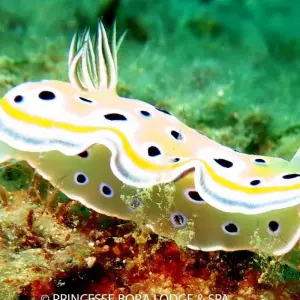 Explore Sea, Sun, and Sightseeing in Madagascar - 14 days for 14 days with Bio D Island LLC and discover unforgettable experiences - Photo 6