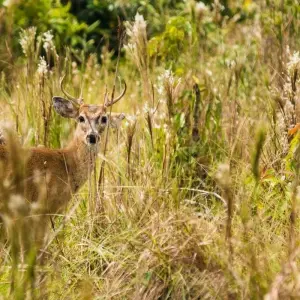 Explore 3 Days Casanare – Colombian Cowboys And Wildlife for 3 days with BnB Colombia Tours and discover unforgettable experiences - Photo 2