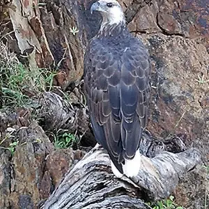 Explore Madagascar Combined Tours in 14 days (Southern and North Western part) for 14 days with Bio D Island LLC and discover unforgettable experiences - Photo 6