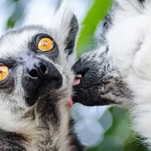 Explore Cultural and natural wealth of Madagascar for 11 days with Bio D Island LLC and discover unforgettable experiences - Photo 7