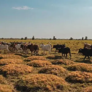 Explore 4 Days Living the Casanare Culture for 4 days with BnB Colombia Tours and discover unforgettable experiences - Photo 3
