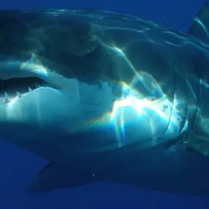 Explore 4 Day Garden Route Adventure for 4 days with Bokbus Garden Route Adventure Tours & Safaris and discover unforgettable experiences - Photo 5