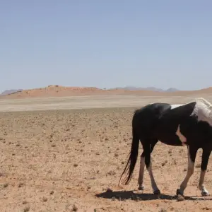 Explore 11 Days Namibia Experience Accommodated Tour for 11 days with Bluecrane Safaris Namibia and discover unforgettable experiences - Photo 7