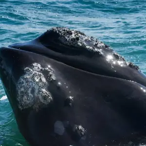 Explore 5 Day Garden Route Adventure Including Addo for 5 days with Bokbus Garden Route Adventure Tours & Safaris and discover unforgettable experiences - Photo 5