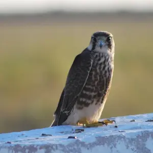 Explore 7 Days Sossusvlei , Coast & Etosha Accommodated Tour for 7 days with Bluecrane Safaris Namibia and discover unforgettable experiences - Photo 6