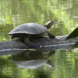 Explore 3 Days Casanare – Colombian Cowboys And Wildlife for 3 days with BnB Colombia Tours and discover unforgettable experiences - Photo 5