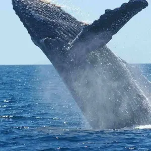 Explore The Pacific Coast Wilderness and Whale Watching for 4 days with BnB Colombia Tours and discover unforgettable experiences - Photo 4