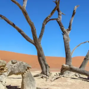 Explore 5 Days Sossusvlei & Coast Accommodated Tour for 5 days with Bluecrane Safaris Namibia and discover unforgettable experiences - Photo 9