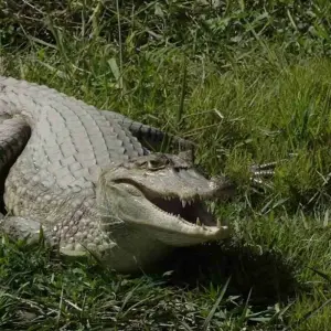Explore 3 Days Casanare – Colombian Cowboys And Wildlife for 3 days with BnB Colombia Tours and discover unforgettable experiences - Photo 6