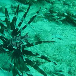 Explore Sea, Sun, and Sightseeing in Madagascar - 14 days for 14 days with Bio D Island LLC and discover unforgettable experiences - Photo 11