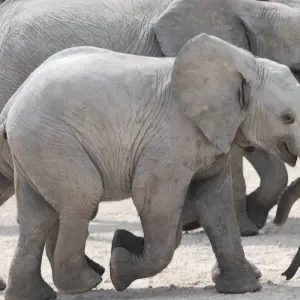 Explore 7 Days Sossusvlei , Coast & Etosha Accommodated Tour for 7 days with Bluecrane Safaris Namibia and discover unforgettable experiences - Photo 9