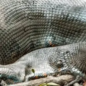 Explore 4 Days Living the Casanare Culture for 4 days with BnB Colombia Tours and discover unforgettable experiences - Photo 7