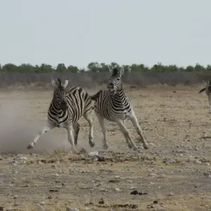 Explore 11 Days Namibia Experience Accommodated Tour for 11 days with Bluecrane Safaris Namibia and discover unforgettable experiences - Photo 11