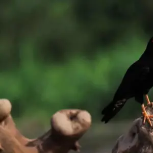 Explore 4  Days Wonders of the Amazon for 4 days with BnB Colombia Tours and discover unforgettable experiences - Photo 2